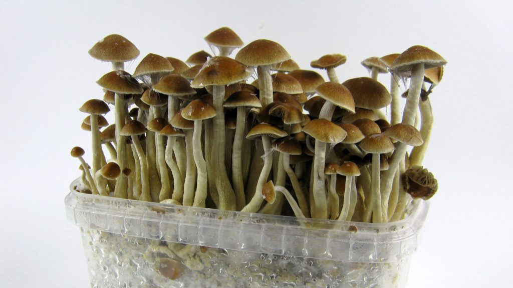 Magic Mushrooms
